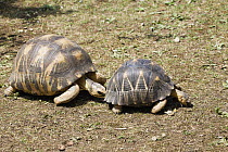 Radiated Tortoise (Geochelone radiata) male smelling female in courting ritual, Madagascar