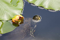 European Pond Turtle (Emys orbicularis) breathing, Europe