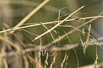 Stick Insect (Bacillus rossius) camouflaged on reed, Italy