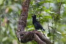 Victoria's Riflebird (Ptiloris victoriae) male calling, Queensland, Australia