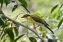 Green Figbird (Sphecotheres viridis) male, Daintree National Park, North Queensland, Australia