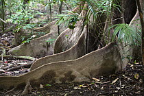 Buttress roots in rainforest, Daintree National Park, North Queensland, Australia