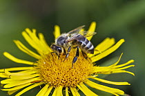Honey Bee (Apis mellifera) feeding on flower nectar, Bavaria, Germany