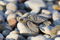 Loggerhead Sea Turtle (Caretta caretta) hatchling on pebbles, Lykia, Turkey