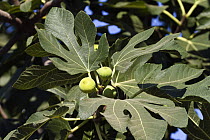 Common Fig (Ficus carica) fruiting, Europe