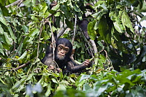 Chimpanzee (Pan troglodytes) baby in tree, Mahale Mountains National Park, Tanzania