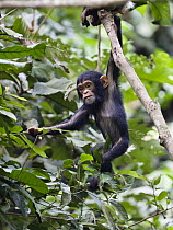 Chimpanzee (Pan troglodytes) baby climbing, Mahale Mountains National Park, Tanzania