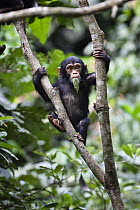 Chimpanzee (Pan troglodytes) baby feeding on leaf, Mahale Mountains National Park, Tanzania