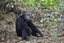 Chimpanzee (Pan troglodytes) male, Mahale Mountains National Park, Tanzania