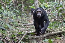 Chimpanzee (Pan troglodytes) sub-adult male walking, Mahale Mountains National Park, Tanzania