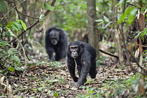 Chimpanzee (Pan troglodytes) males walking, Mahale Mountains National Park, Tanzania