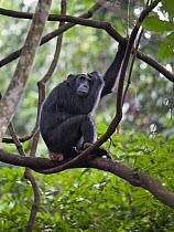 Chimpanzee (Pan troglodytes) female in tree, Mahale Mountains National Park, Tanzania