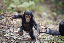 Chimpanzee (Pan troglodytes) young displaying, Mahale Mountains National Park, Tanzania