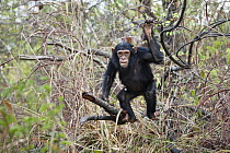 Chimpanzee (Pan troglodytes) young in tree, Mahale Mountains National Park, Tanzania