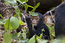 Chimpanzee (Pan troglodytes) young feeding on plant, Mahale Mountains National Park, Tanzania
