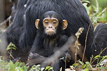 Chimpanzee (Pan troglodytes) young, Mahale Mountains National Park, Tanzania