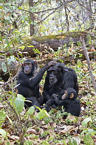 Chimpanzee (Pan troglodytes) females with baby and juvenile, Mahale Mountains National Park, Tanzania
