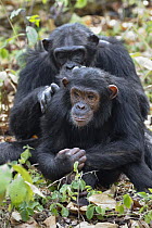 Chimpanzee (Pan troglodytes) pair grooming, Mahale Mountains National Park, Tanzania