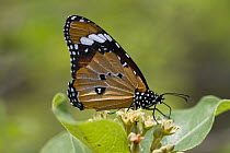 Butterfly (Danaus sp) feeding on flower nectar, Mahale Mountains National Park, Tanzania