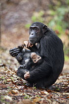 Chimpanzee (Pan troglodytes) female with baby, Mahale Mountains National Park, Tanzania