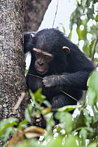 Chimpanzee (Pan troglodytes) young fishing for ants with stick, Mahale Mountains National Park, Tanzania