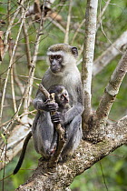 Black-faced Vervet Monkey (Cercopithecus aethiops) mother with young, Mahale Mountains National Park, Tanzania