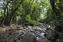 Creek in rainforest, Mahale Mountains National Park, Tanzania