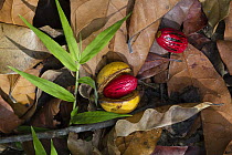 Ilomba (Pycnanthus angolensis) fruit on rainforest floor, Mahale Mountains National Park, Tanzania