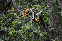 Ilomba (Pycnanthus angolensis) fruit in rainforest, Mahale Mountains National Park, Tanzania