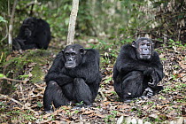 Chimpanzee (Pan troglodytes) males, Mahale Mountains National Park, Tanzania