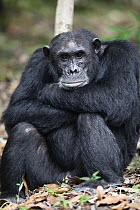 Chimpanzee (Pan troglodytes) male, Mahale Mountains National Park, Tanzania