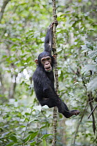 Chimpanzee (Pan troglodytes) young climbing, Mahale Mountains National Park, Tanzania