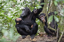 Chimpanzee (Pan troglodytes) female with baby and juvenile, Mahale Mountains National Park, Tanzania
