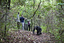 Chimpanzee (Pan troglodytes) near tourists, Mahale Mountains National Park, Tanzania