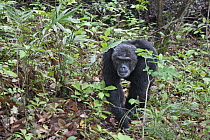 Chimpanzee (Pan troglodytes) alpha male walking through forest, Mahale Mountains National Park, Tanzania