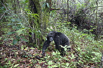 Chimpanzee (Pan troglodytes) male walking through forest, Mahale Mountains National Park, Tanzania