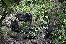 Chimpanzee (Pan troglodytes) males in underbrush, Mahale Mountains National Park, Tanzania