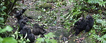 Chimpanzee (Pan troglodytes) males after deadly fight sitting around dead alpha male, Mahale Mountains National Park, Tanzania