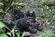 Chimpanzee (Pan troglodytes) males killing alpha male, Mahale Mountains National Park, Tanzania