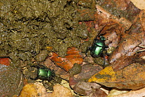 Dung Beetle (Scarabaeidae) pair on dung, Mahale Mountains National Park, Tanzania