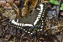 Emperor Swallowtail (Papilio ophidicephalus) butterfly, Mahale Mountains National Park, Tanzania