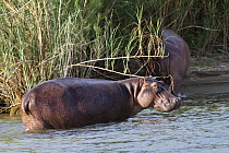 Hippopotamus (Hippopotamus amphibius) pair coming ashore, Lake Tanganyika, Mahale Mountains National Park, Tanzania