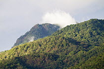 Rainforest, Mahale Mountains National Park, Tanzania