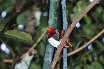 King Bird-of-paradise (Cicinnurus regius) male displaying, Irian Jaya, Indonesia