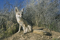 San Joaquin Kit Fox (Vulpes macrotis mutica), Carrizo Plain National Monument, California