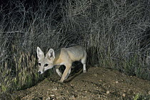 San Joaquin Kit Fox (Vulpes macrotis mutica) at night, Carrizo Plain National Monument, California