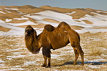 Bactrian Camel (Camelus bactrianus) grazing during winter, Khongor Sand Dunes, Gobi Desert, Mongolia