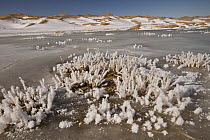 Khongor Sand Dunes and frozen river with frost crystals on grass, Gobi Desert, Mongolia
