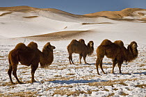 Bactrian Camel (Camelus bactrianus) trio in winter, Khongor Sand Dunes, Gobi Desert, Mongolia