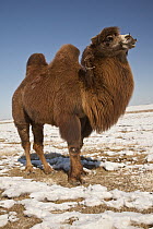 Bactrian Camel (Camelus bactrianus) in winter, Khongor Sand Dunes, Gobi Desert, Mongolia